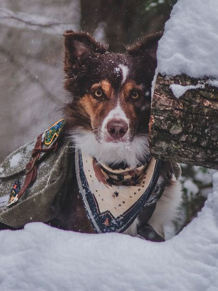 the-landmark-project-bandana-pour-chien-Appalachian-Animals