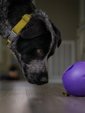 west-paw-Rumbl-jouet-ecologique-naturel-pour-chien-resistant-violet