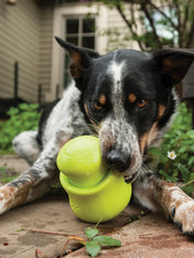 west-paw-Toppl-jouet-a-garnir-fourrer-ecologique-naturel-pour-chien-vert