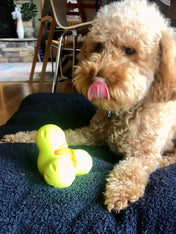 west-paw-Tux-jouet-a-garnir-fourrer-ecologique-naturel-pour-chien-vert