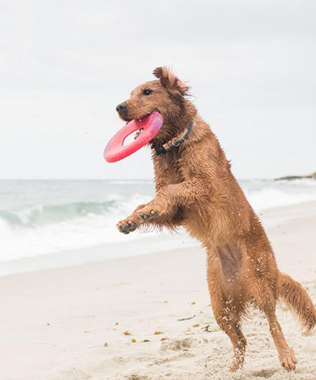 west-paw-frisbee-sailz-chien-ecologique-rouge
