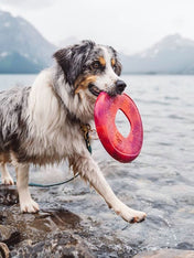 west-paw-frisbee-sailz-chien-ecologique-vert