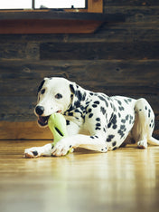 west-paw-jouet-ecologique-naturel-chien-qwizl-zogoflex-puzzle-interactif