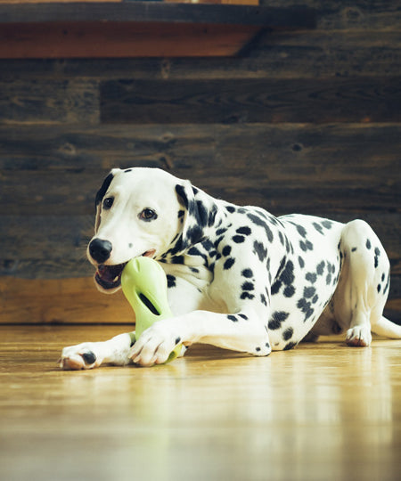 west-paw-jouet-ecologique-naturel-chien-qwizl-zogoflex-puzzle-interactif