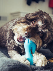 west-paw-jouet-ecologique-naturel-chien-qwizl-zogoflex-puzzle-interactif