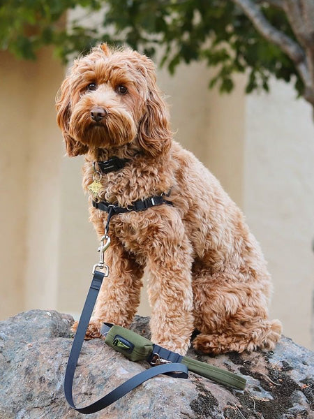 wildebeest-accessoires-pour-chien-vert