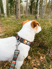 woolywolf-laisse-pour-chien-woodland