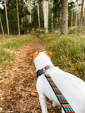 woolywolf-laisse-pour-chien-woodland