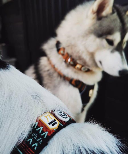 woolywolf-harnais-design-pour-chien-sea-to-summit
