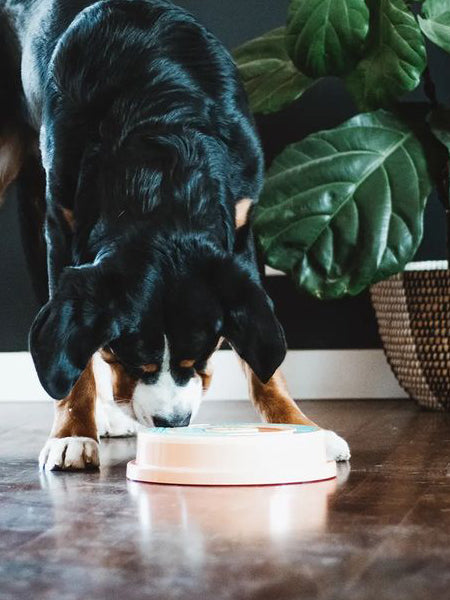 zippy-paws-Smarty-paw-jouet-puzzle-enrichissement-pour-chien-wagging-wheel