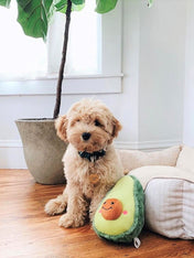 zippy-paws-peluche-pour-petit-chien-avocat