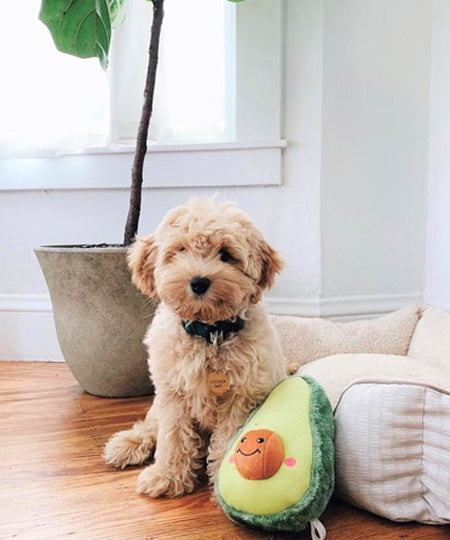 zippy-paws-peluche-pour-petit-chien-avocat