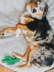 zippy-paws-peluche-pour-chien-cactus