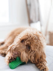 zippy-paws-jouet-a-macher-pour-chien-cactus-chiot