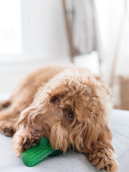 zippy-paws-jouet-a-macher-pour-chien-cactus-chiot