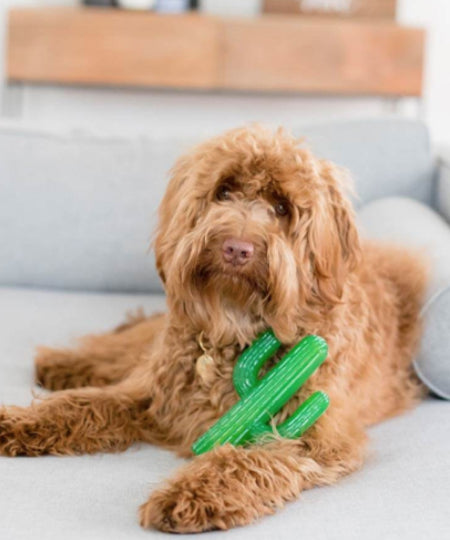 zippy-paws-jouet-a-macher-pour-chien-cactus-poodle