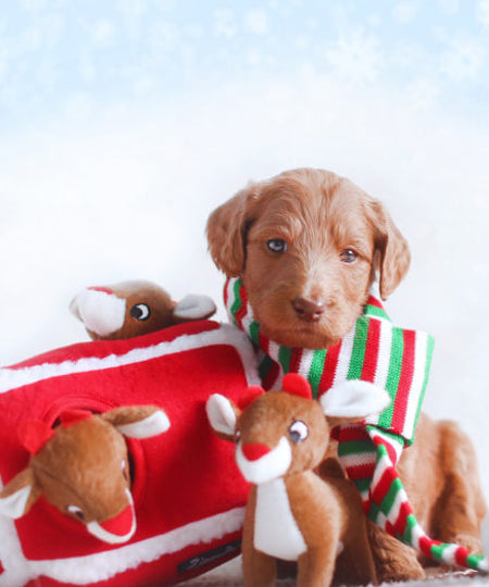 zippy-paws-peluche-pour-chien-rennes-noel