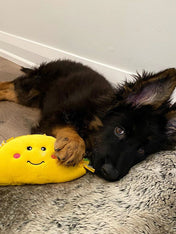 zippy-paws-peluche-pour-chien-tacos