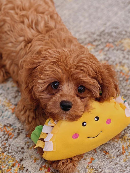 zippy-paws-peluche-pour-chien-tacos