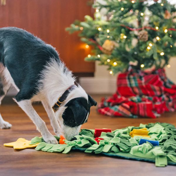 Les meilleures idées de cadeaux de Noël pour chien 2023
