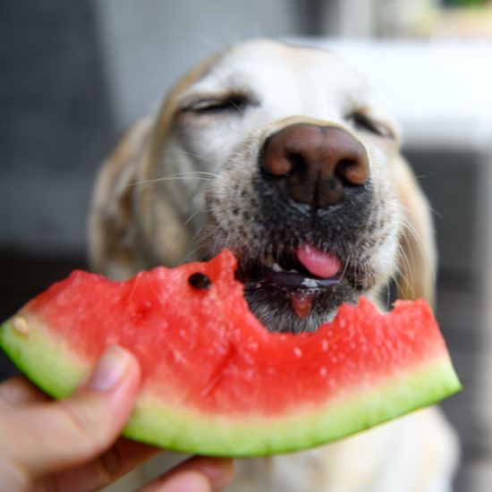 Quels fruits peut-on donner à son chien ?