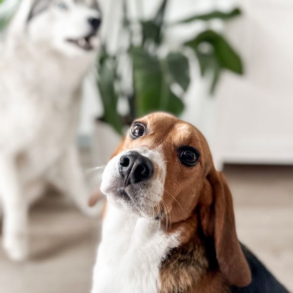 inooko-guide-chien-anxieux-stressé