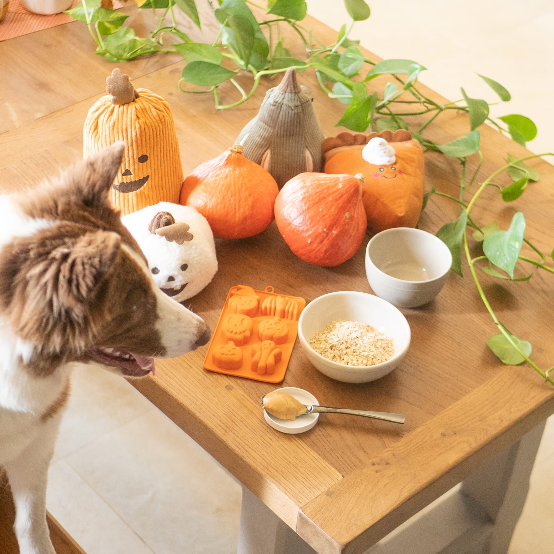 Peut-on donner de la citrouille à son chien