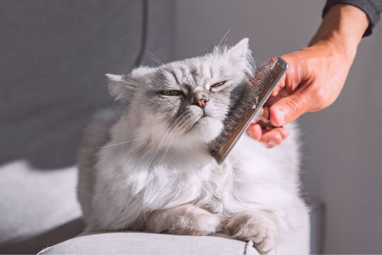 Brosse pour chat