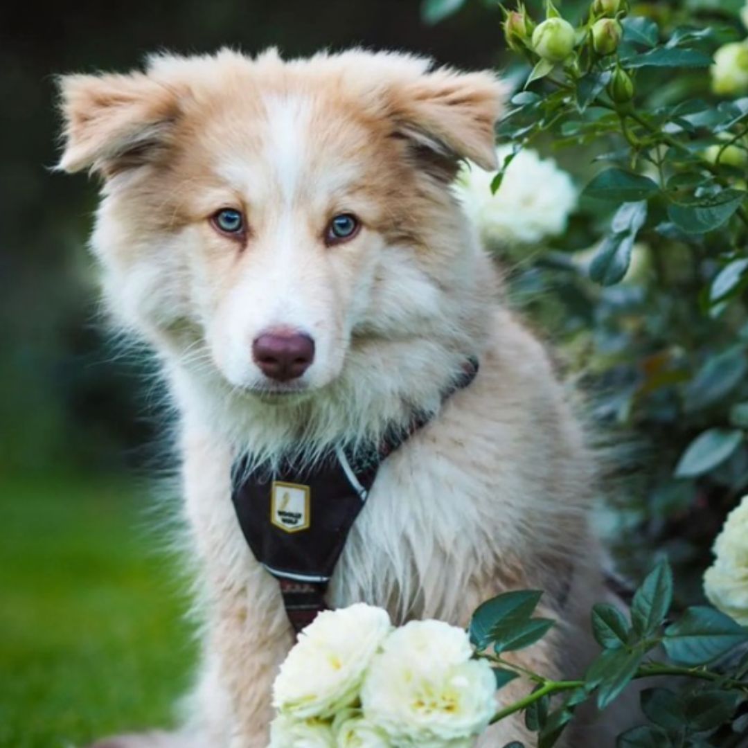 Harnais pour chiot inooko