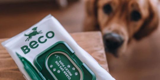 Lingette nettoyantes chien