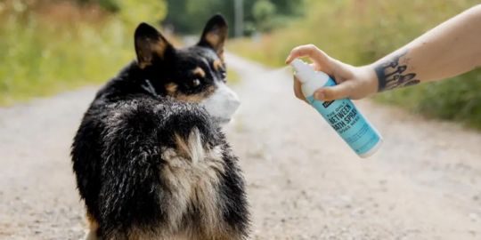 Parfum pour chien