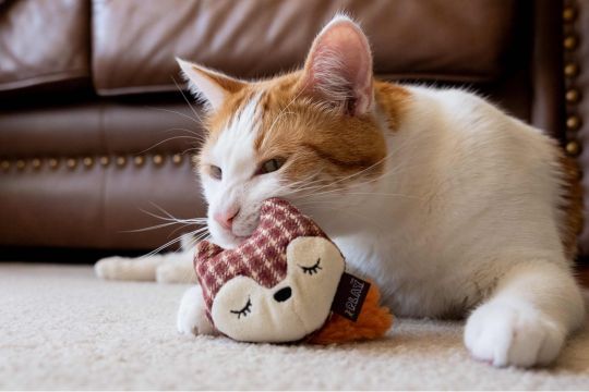 Peluches pour chat - inooko