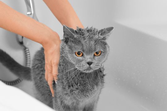 Shampoing pour chat