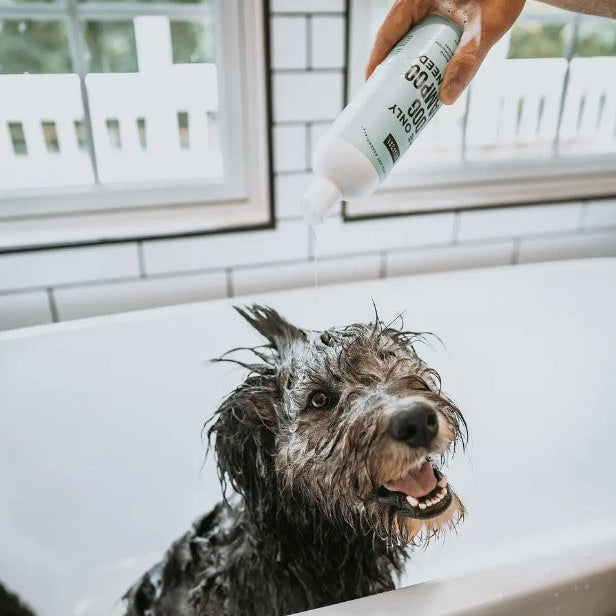 Shampoing pour chien