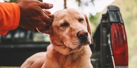 Soins des oreilles pour chien