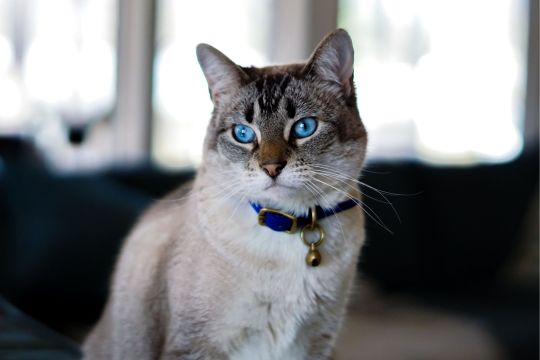 Collier et harnais pour chat - inooko