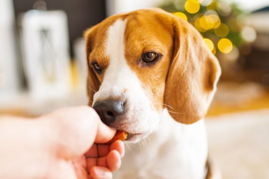 friandises pour chiot