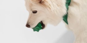 Becopets - Balle en corde pour chien eco-friendly – inooko