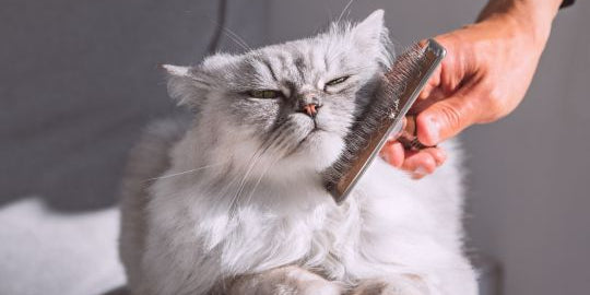 soins et hygiène pour chat