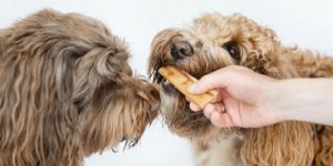 image-boutique-collection-friandises-naturelles-pour-chien-chat-300x150px