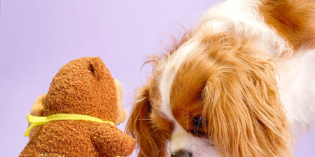 inooko - nouveautés pour chiens et chats