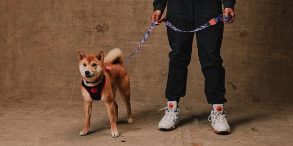 inooko - nouveautés pour chiens et chats