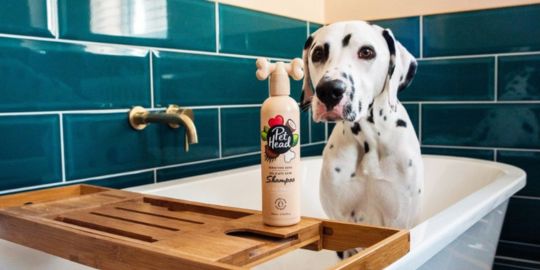 Shampoing pour chien