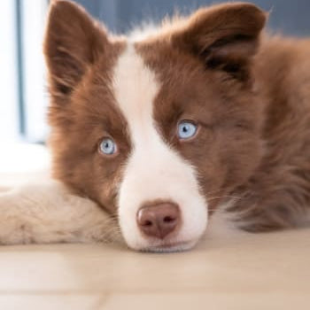 Chiot - Sélection pour chiot