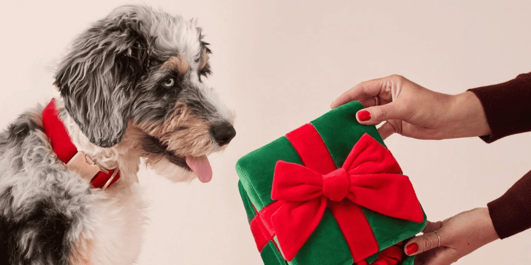 Chien découvrant son cadeau de noël