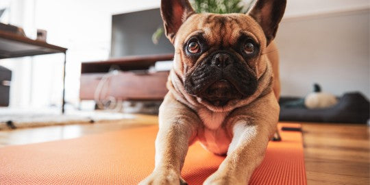 inooko - éducation pour chiot