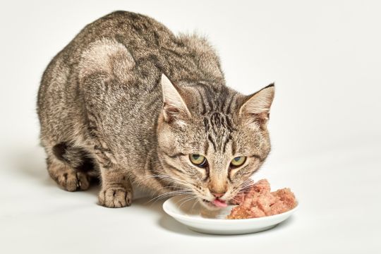 patée pour chat