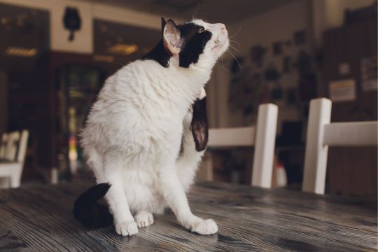 Produits anti puces pour chat - inooko