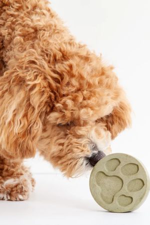 Accessoires pour chien Jouet Hulk  Astuces pour des cadeaux animaliers  originaux