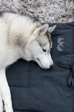 Inooko Accessoires pour chien et chiot, original et de qualité - inooko